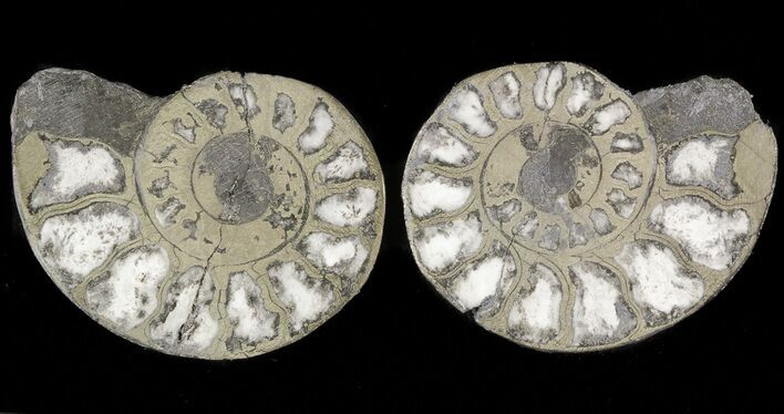 Pyritized Ammonite Fossil Pair #48054